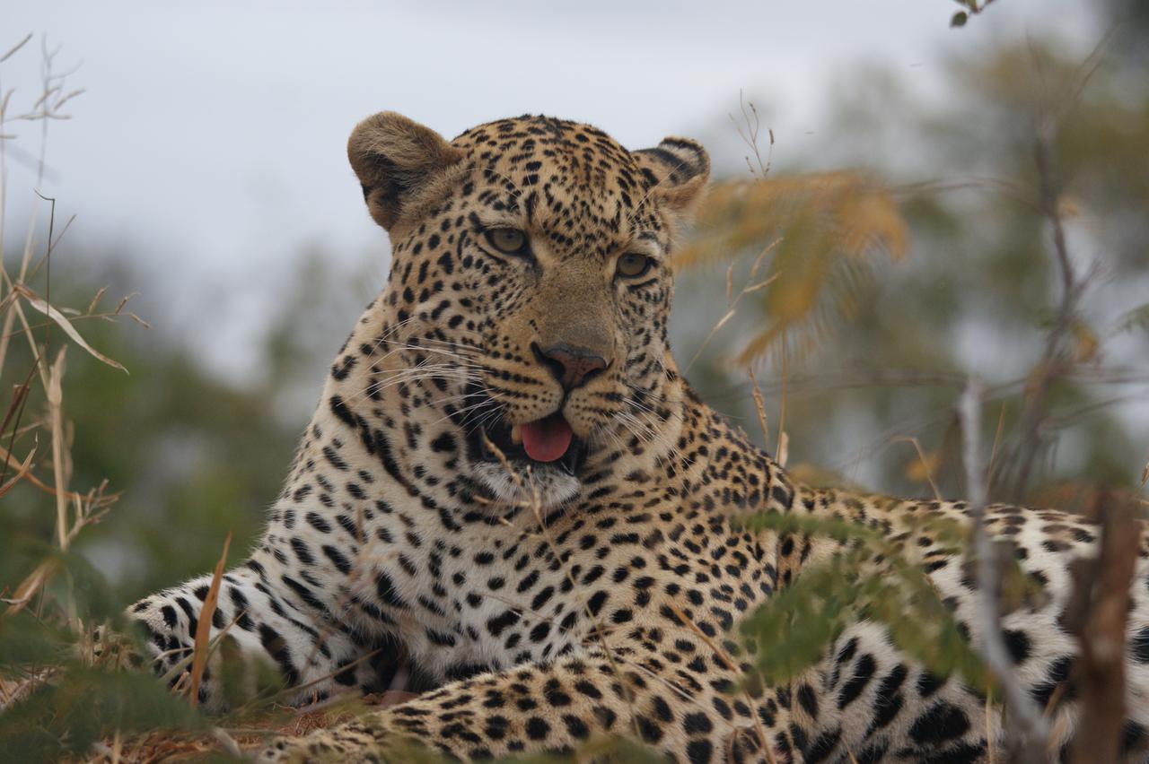 Bushbaby River Lodge Hoedspruit Eksteriør bilde